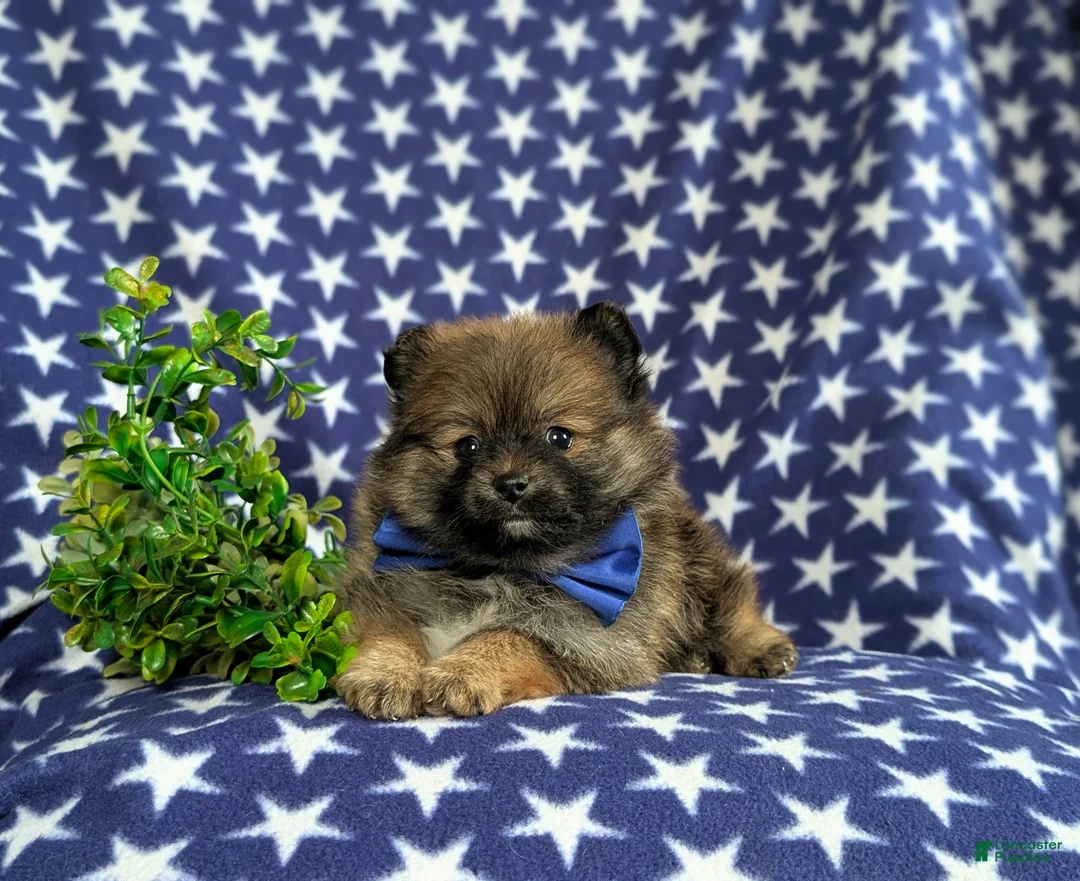 Pomeranian dogs for sale: Marco - Ad 6