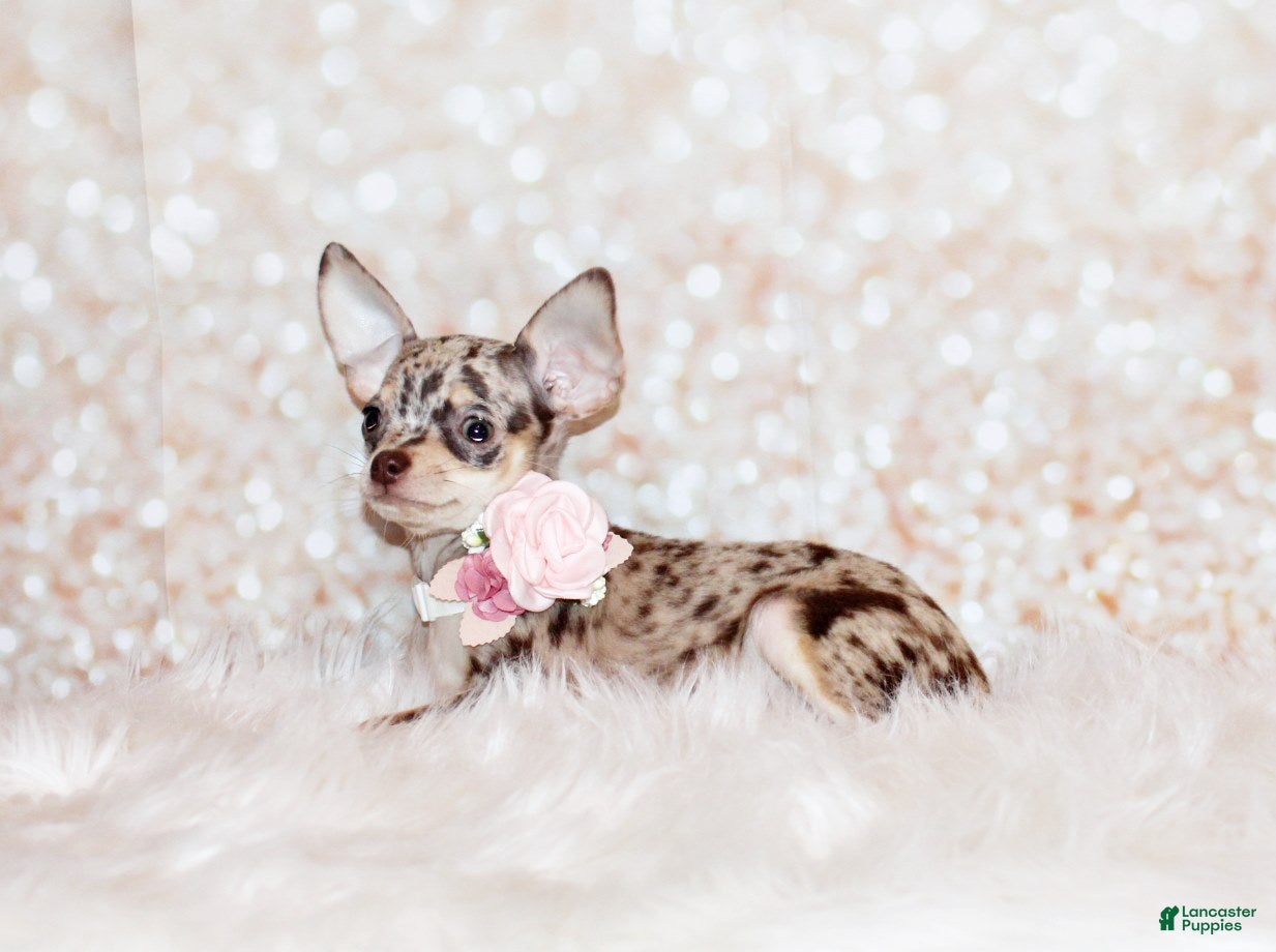 Chihuahua dogs Hazel - Ad 19