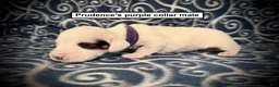 Dachshund dogs for sale: AKC Prudence's Purple Collar Male - Ad 1