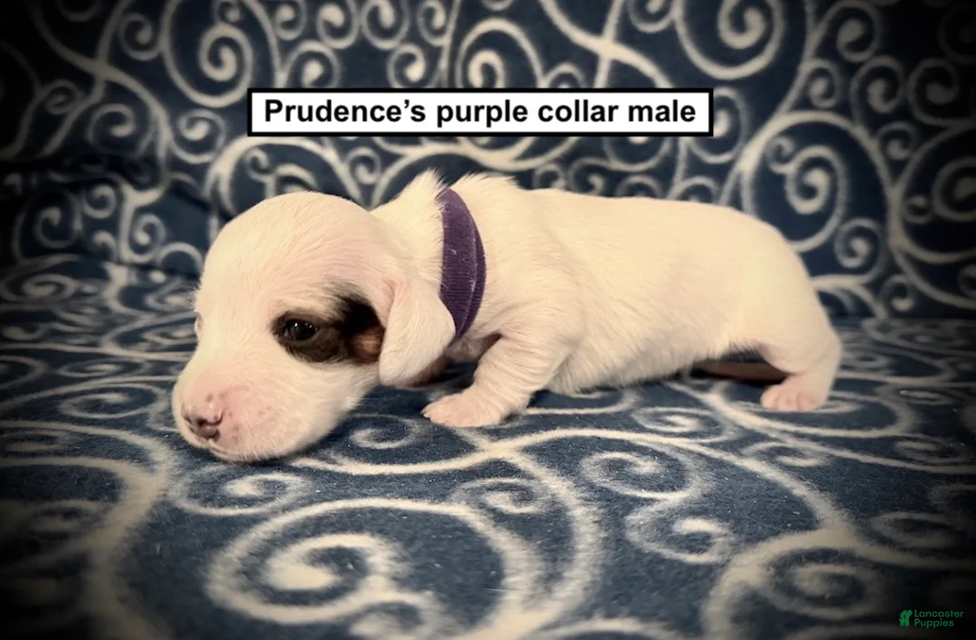 Dachshund dogs for sale: AKC Prudence's Purple Collar Male - Ad 1