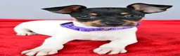 Toy Fox Terrier dogs for sale: Daisy - Ad 8