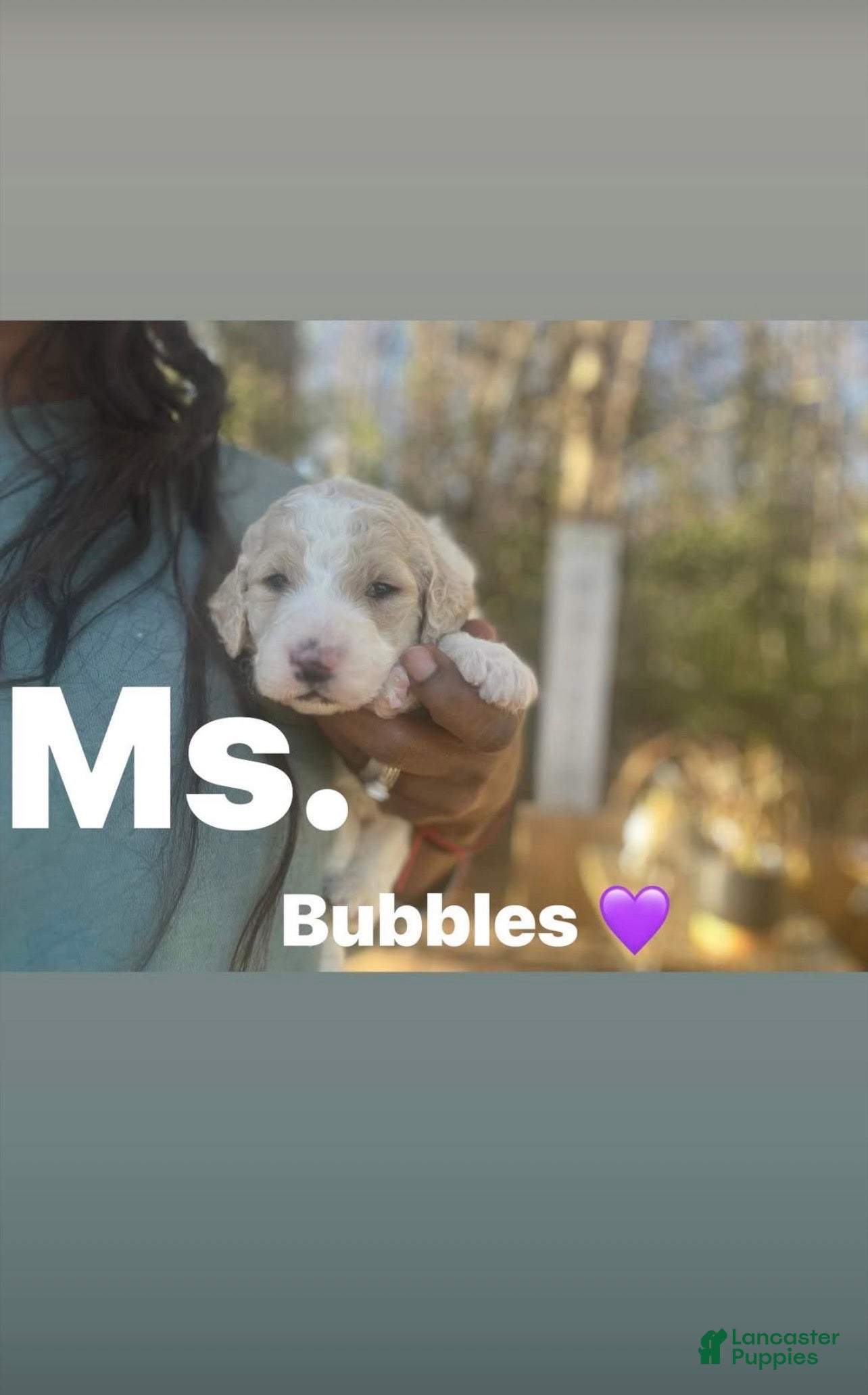 Goldendoodle dogs Bubbles, female, purple collar - Ad 2