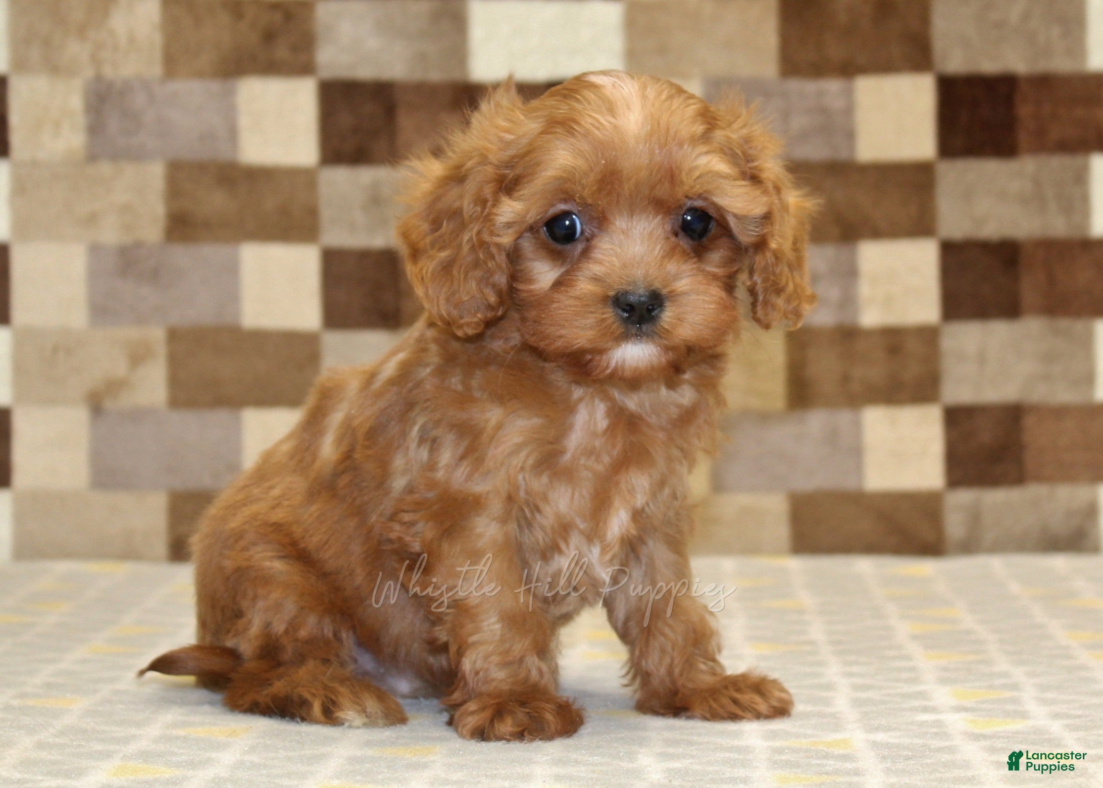 Cavapoo dogs Ivan - Ad 1