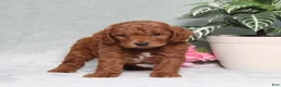 Miniature Poodle dogs for sale: Quintin - Ad 4