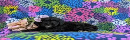 Cockapoo dogs for sale: Odette Hypoallergenic - Ad 4
