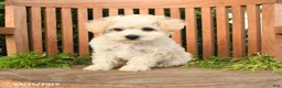 Schnoodle dogs for sale: Dolly - Ad 4