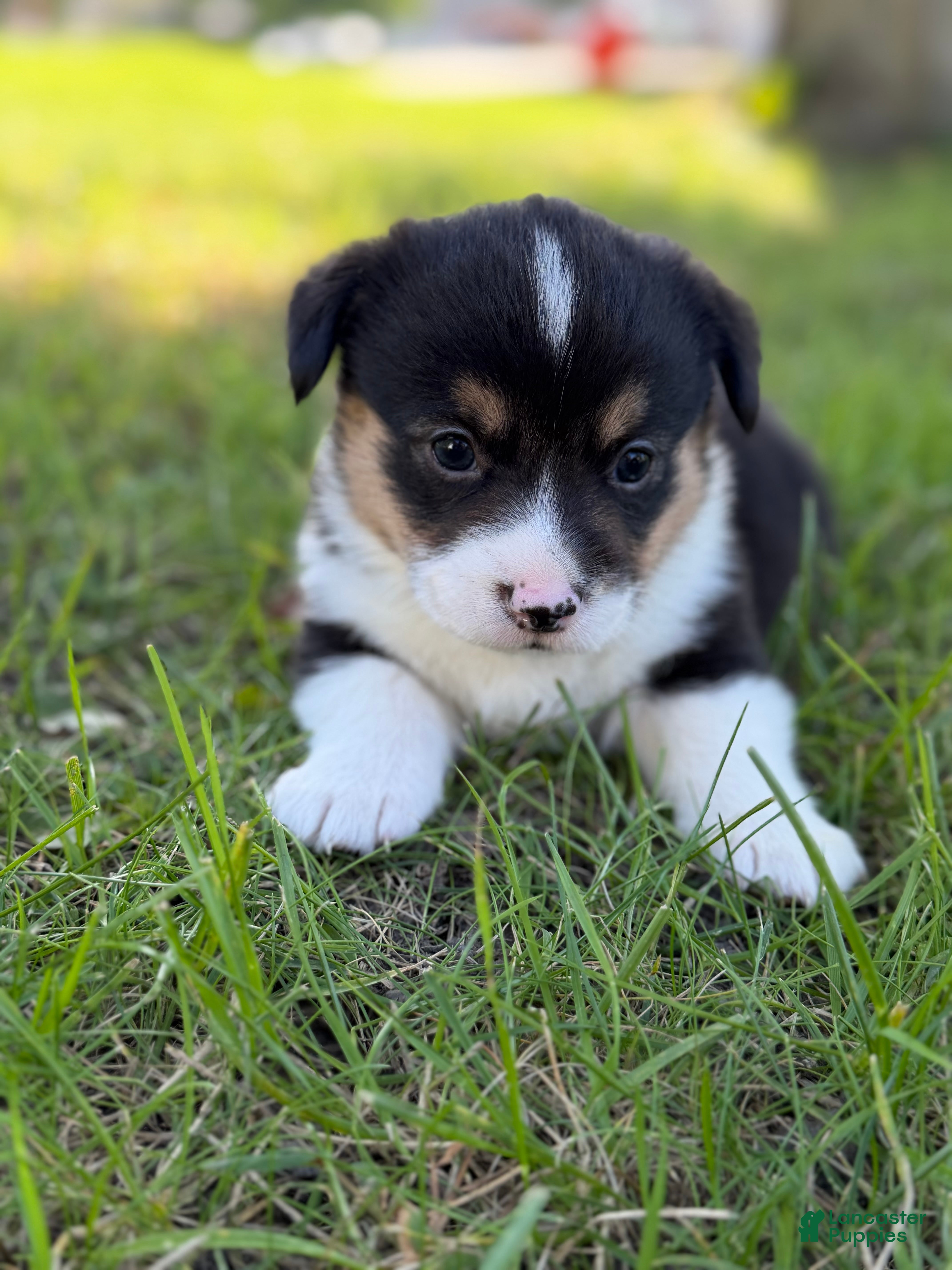 Mixed Breed dogs for sale: Mater - Ad 32