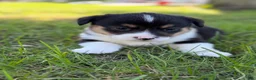 Mixed Breed dogs for sale: Mater - Ad 1