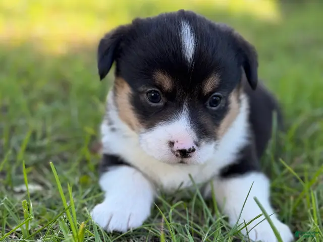 Mixed Breed dogs for sale: Mater - Ad 8