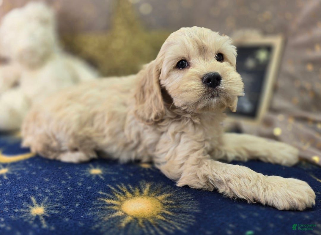 Cockapoo dogs for sale: Lieutenant Pete - Ad 15