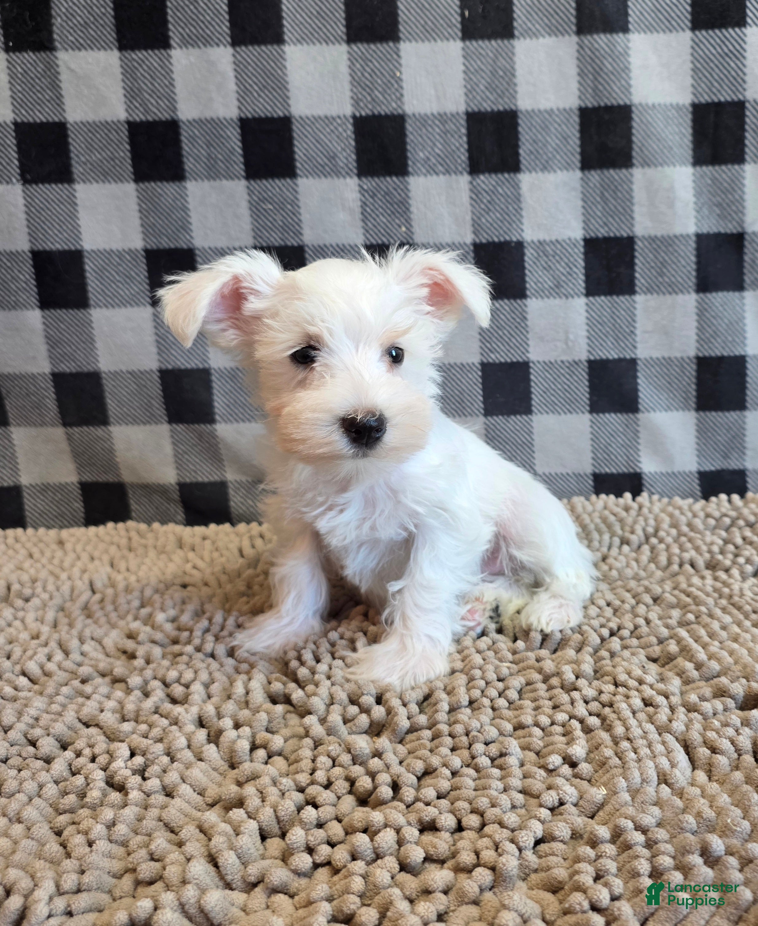 Miniature Schnauzer dogs Sarah - Ad 1