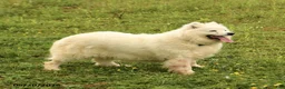 Samoyed dogs for sale: Milly - Ad 2