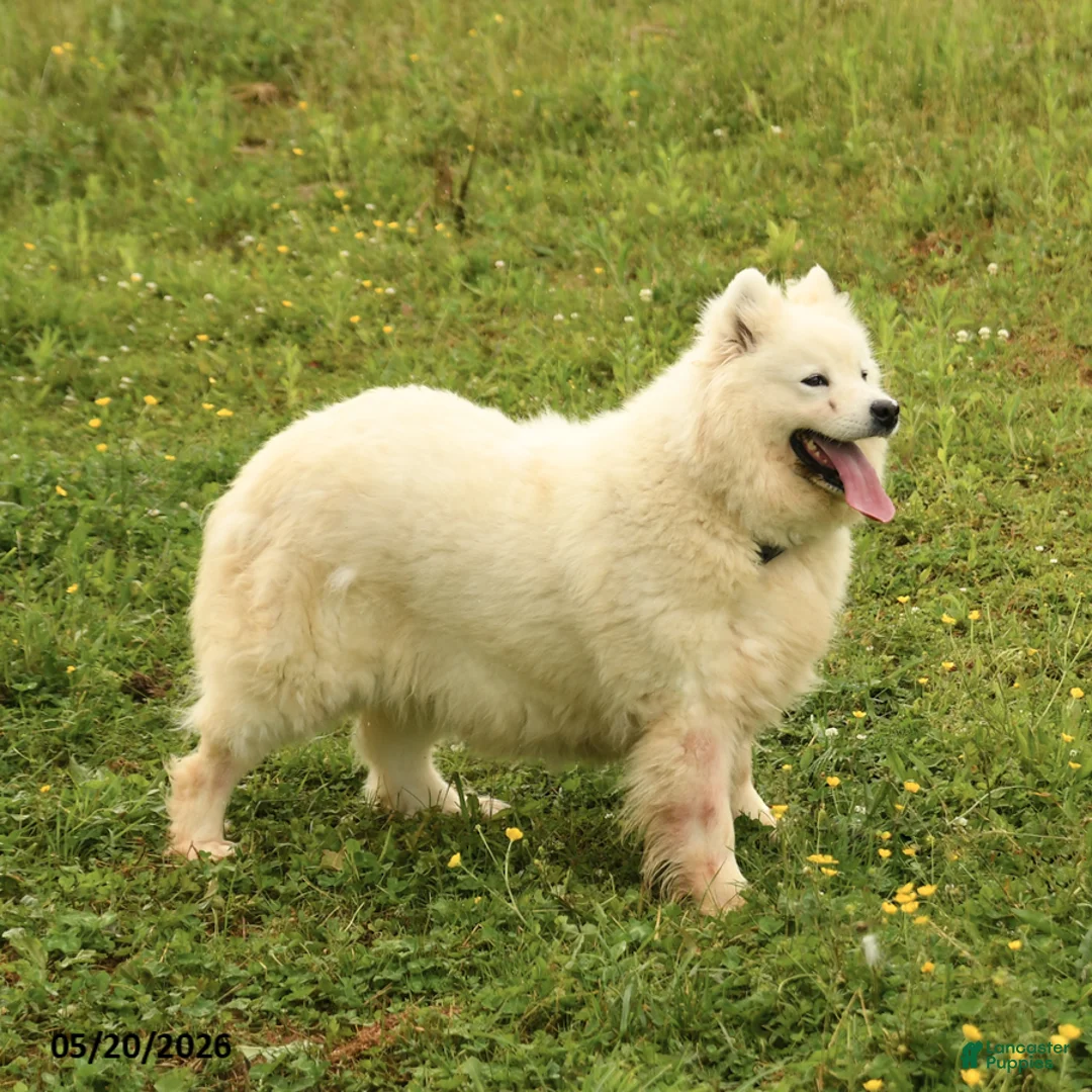 Samoyed dogs for sale: Milly - Ad 2