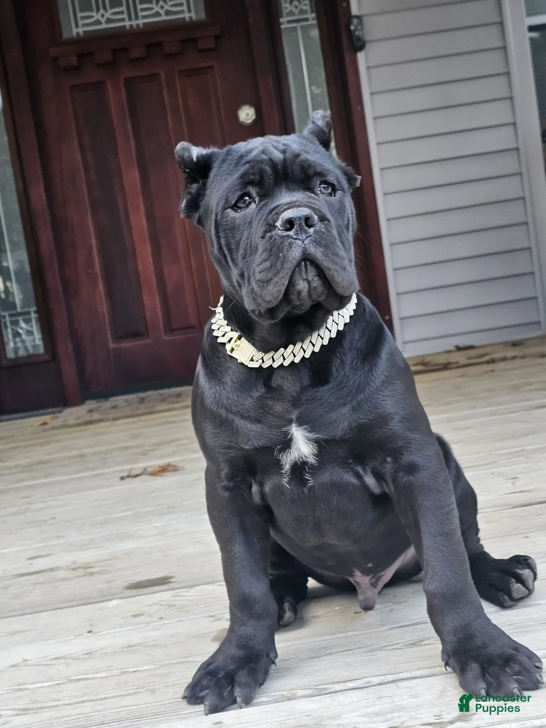 Cane Corso dogs for sale: ZEUS - Ad 10