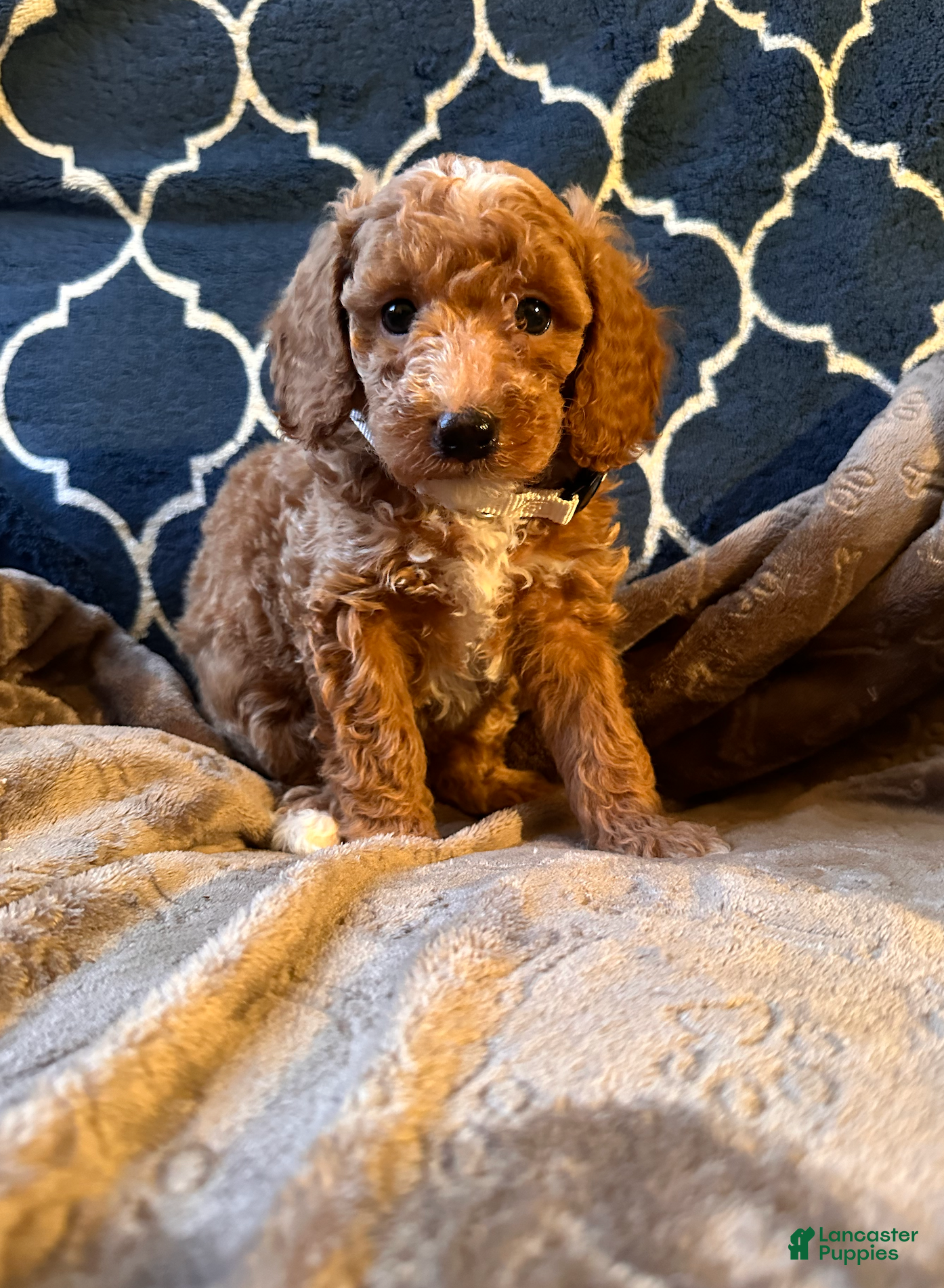 Mixed Breed dogs Eddie- AKC GENETICALLY TESTED parents - Ad 9