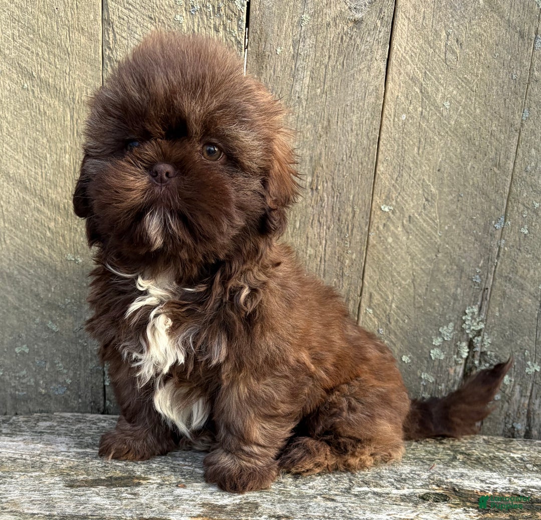 Shih Tzu dogs for sale: 💚 IN BOSTON MASSACHUSETTS AREA 💚 PUREBRED CHOCOLATE SHIH TZU 💚 ESTIMATED ADULT SIZE 10-12 LBS 💚 - Ad 5