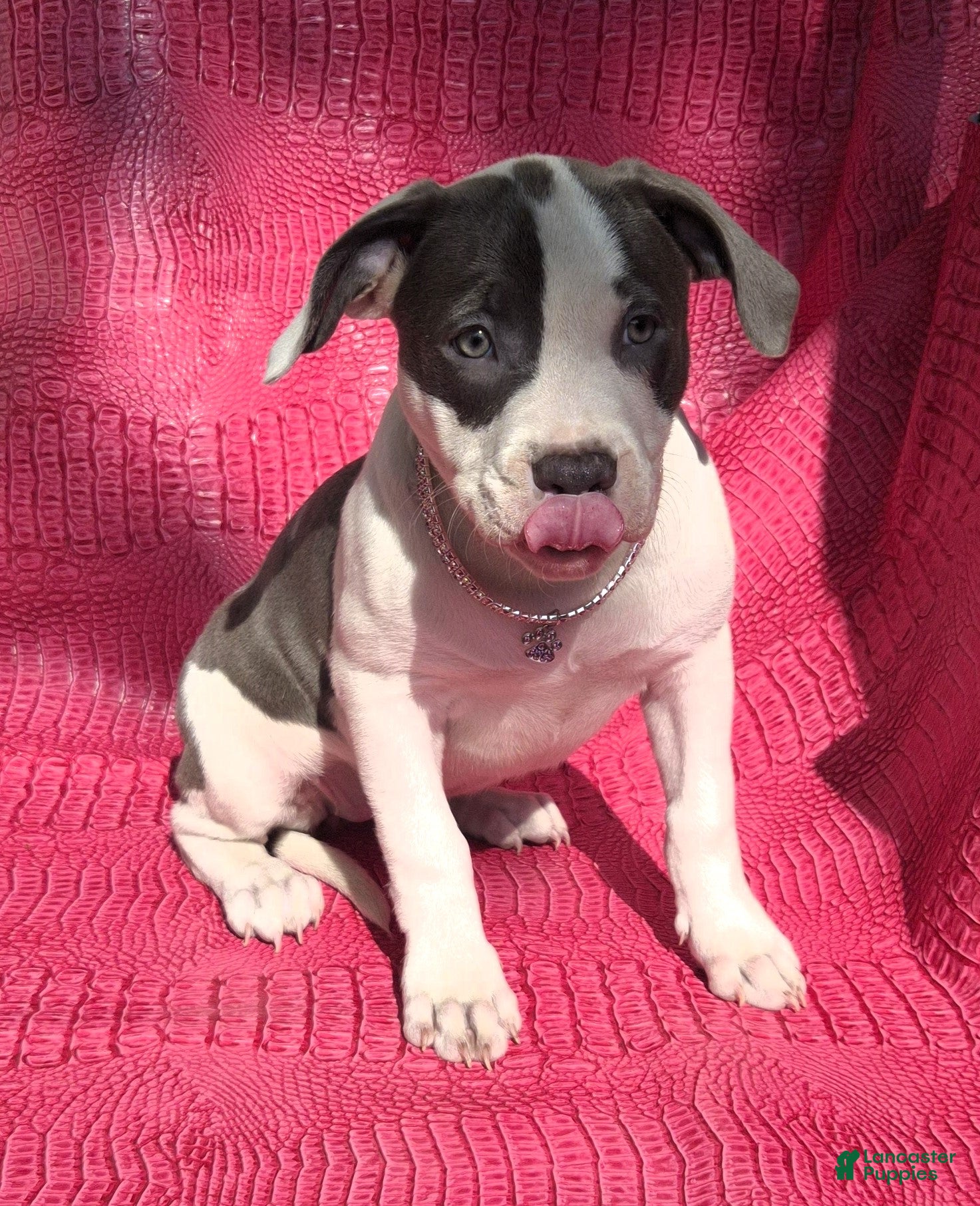 American Bully dogs MEG THA STALLION - Ad 29