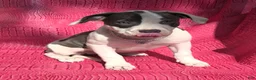 American Bully dogs for sale: MEG THA STALLION - Ad 1