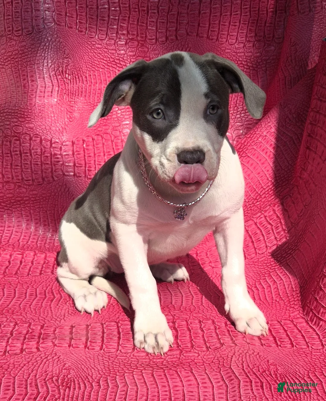American Bully dogs for sale: MEG THA STALLION - Ad 1