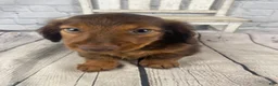 Miniature Dachshund dogs for sale: Emma - Ad 5