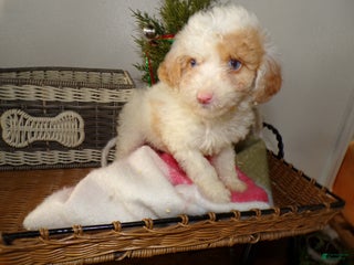 Toy Poodle dogs for sale: Toy Poodle Puppy 5 Dora - Ad 4