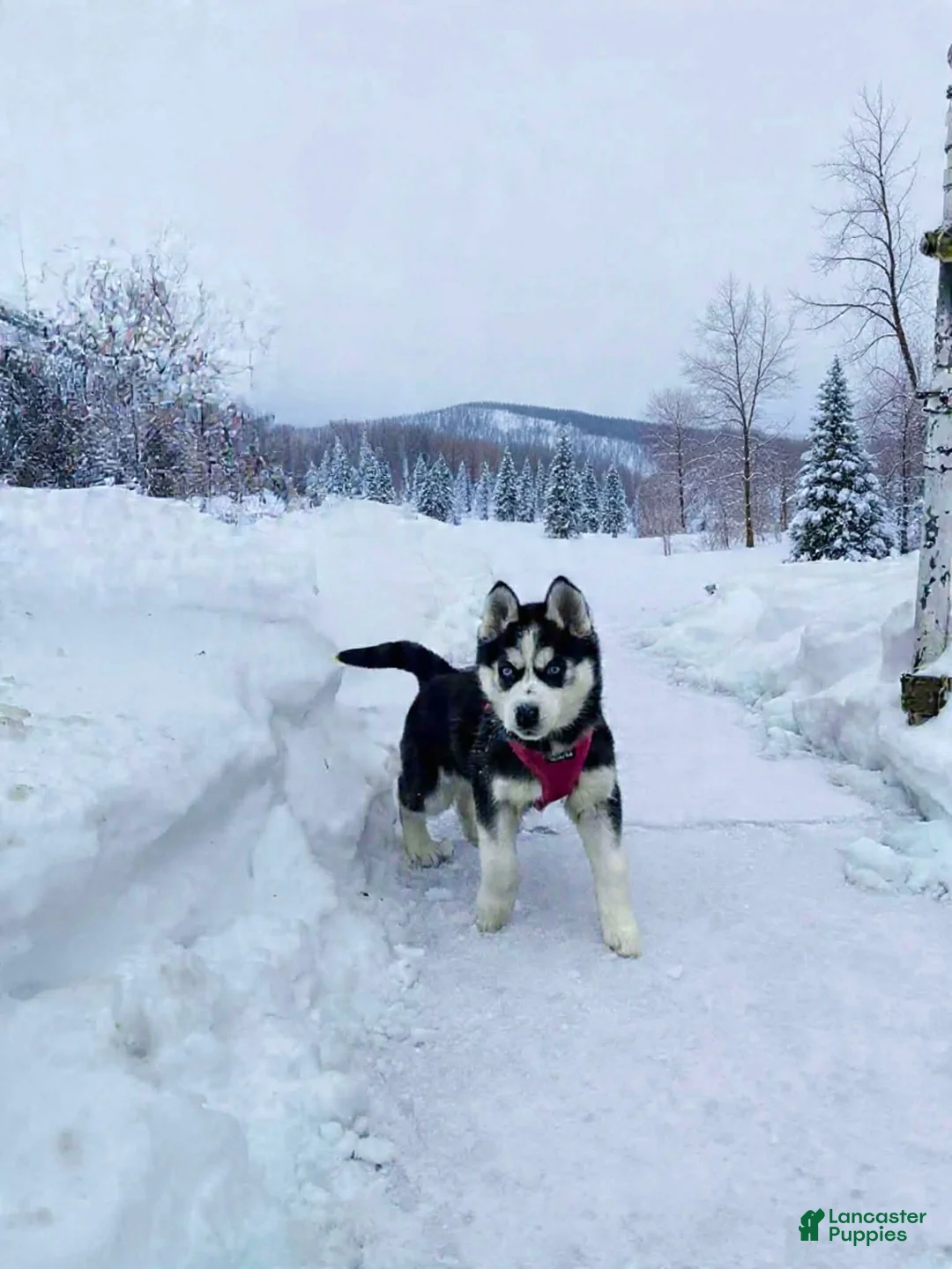 Siberian Husky dogs for sale: Lilah - Ad 1