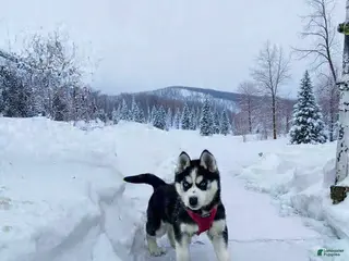 Siberian Husky dogs Lilah - Ad 12