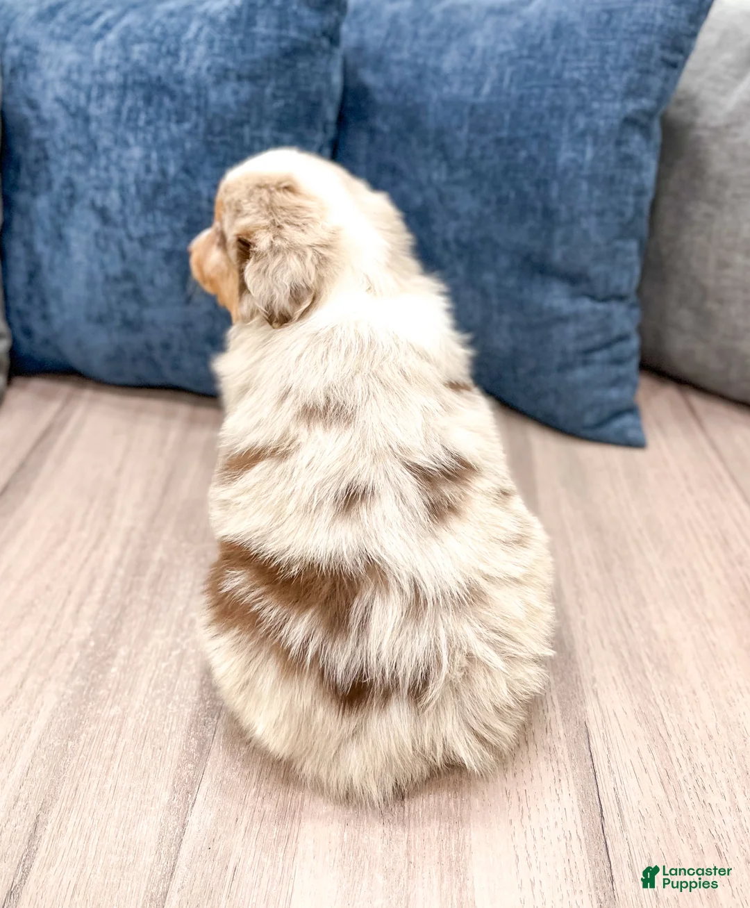 Miniature Australian Shepherd dogs for sale: Bo - Ad 5