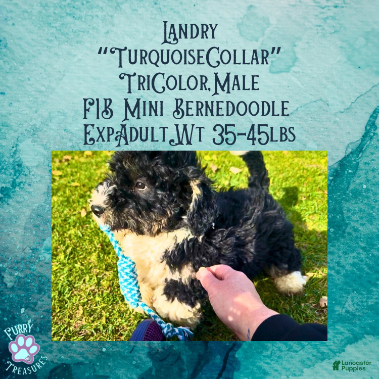 Mini Bernedoodle dogs Landry “Turquoise Collar” Male - Ad 8