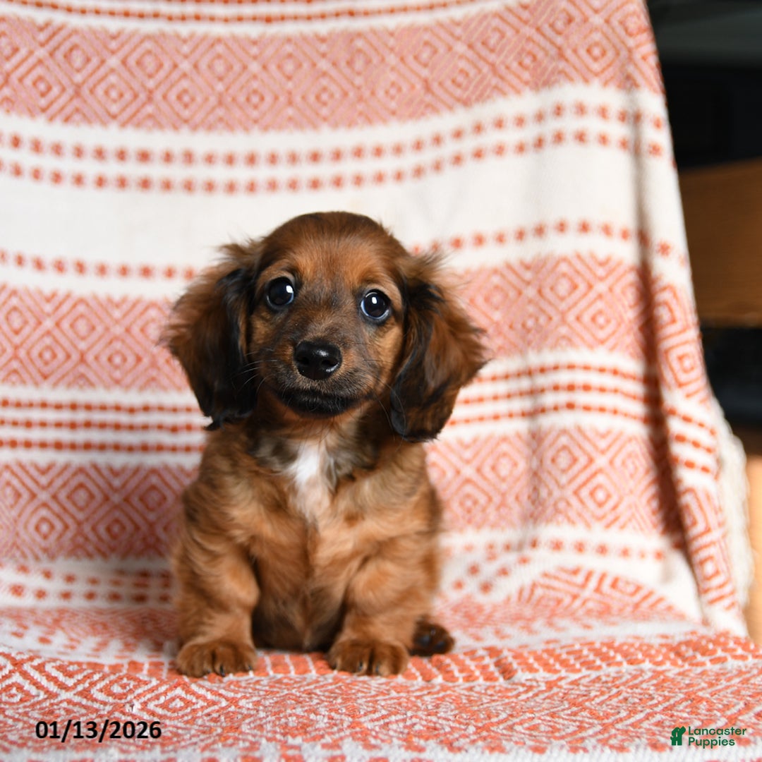 Miniature Dachshund dogs for sale: Riley - Ad 1