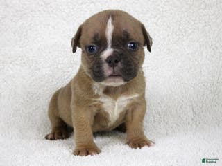 American Bully dogs Fawn Female - Ad 18