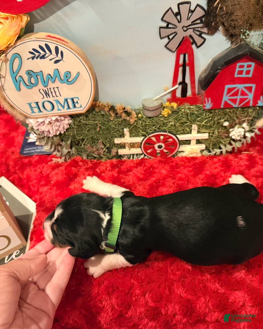 English Springer Spaniel dogs for sale: Neon collar - Ad 1