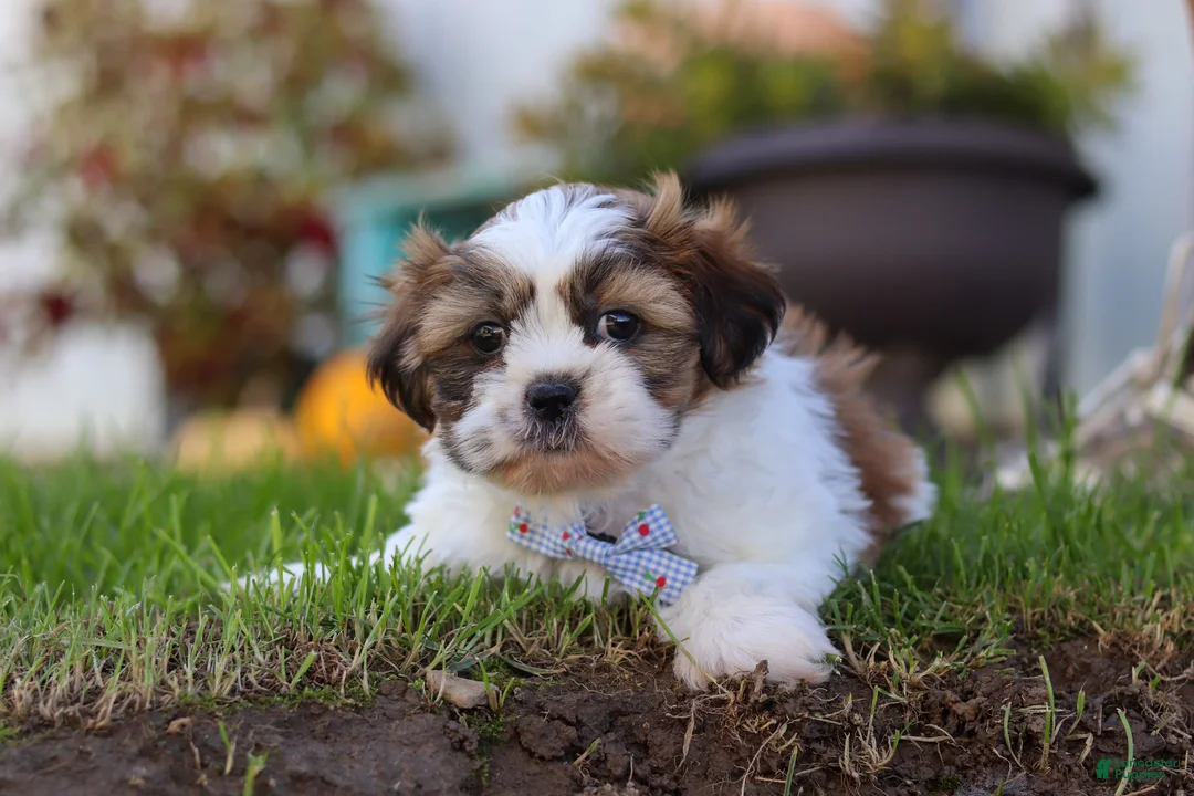Shih Tzu dogs for sale: Chase - Ad 2