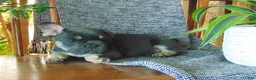 French Bulldog dogs for sale: Ben - Ad 6
