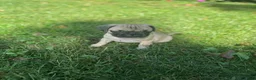 Frug dogs for sale: Frug 4 - Ad 10