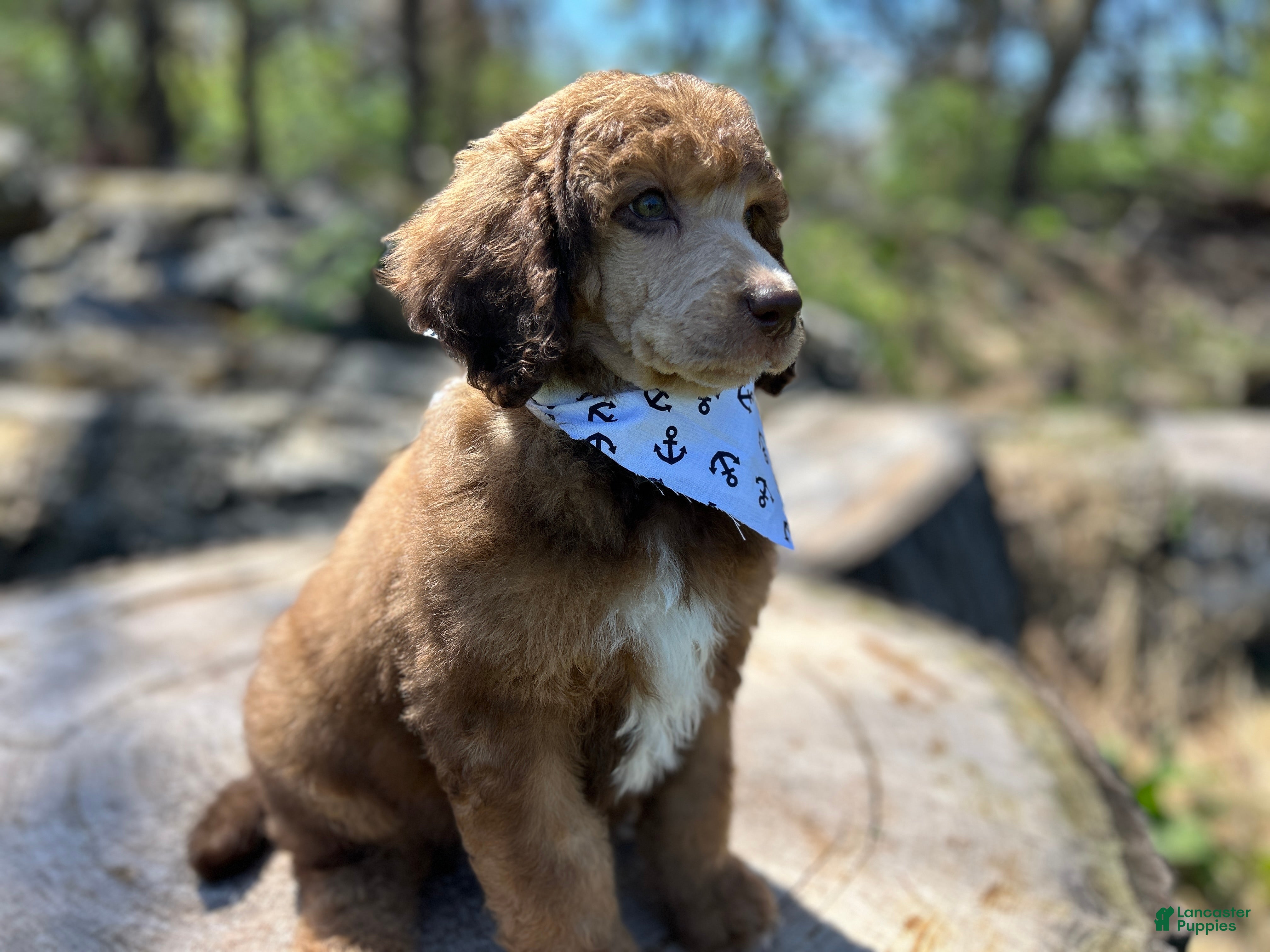 Standard Poodle dogs ⚓️Sailor-DNA Clear🐩 - Ad 1