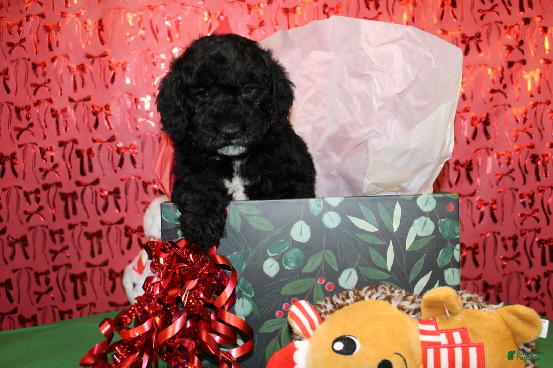 Miniature Poodle dogs for sale: Pepper - Ad 10