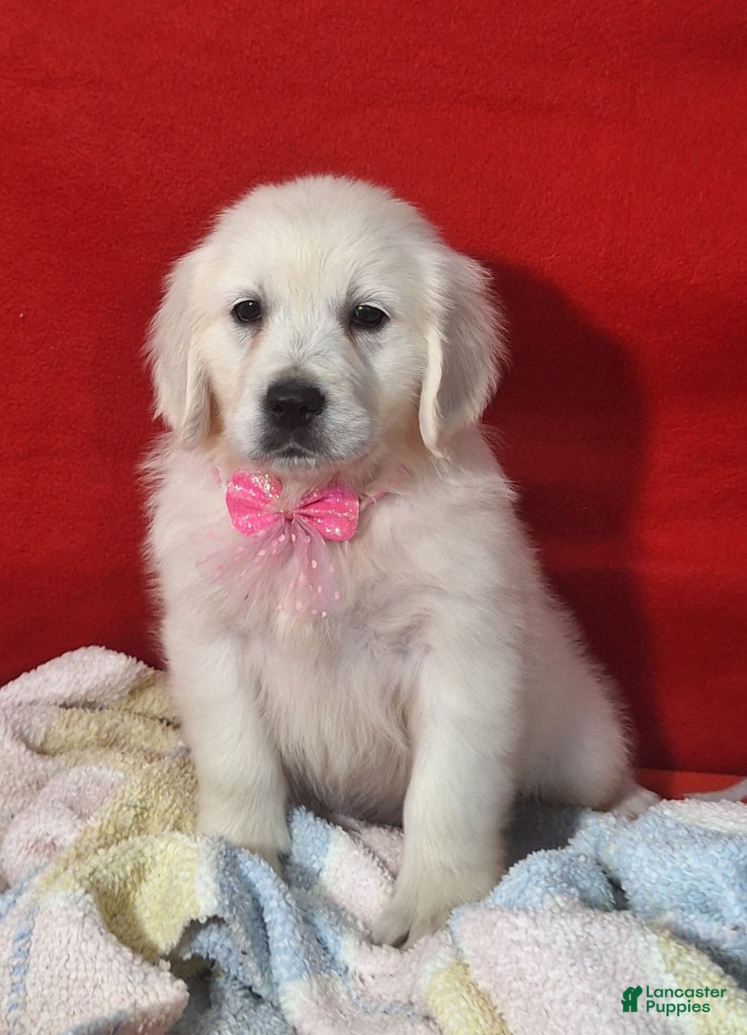 Golden Retriever dogs for sale: Bella - Ad 2
