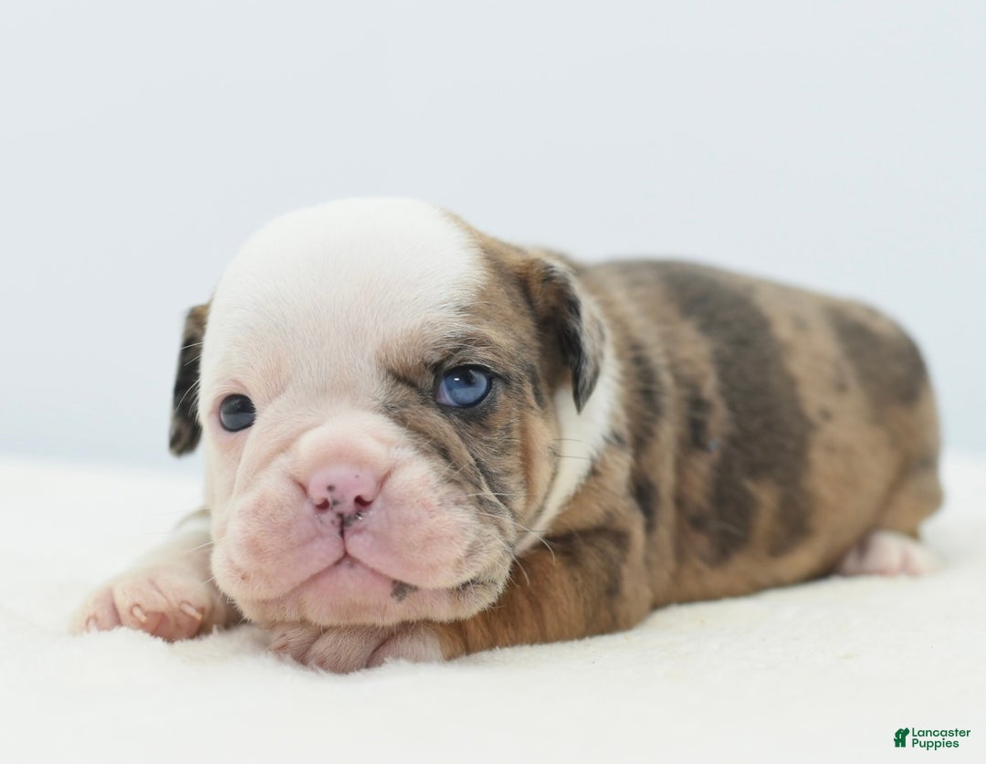 Mixed Breed dogs for sale: Turbo Merle blue eyes - Ad 7