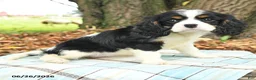 Cavalier King Charles Spaniel dogs for sale: Kassie - Ad 3