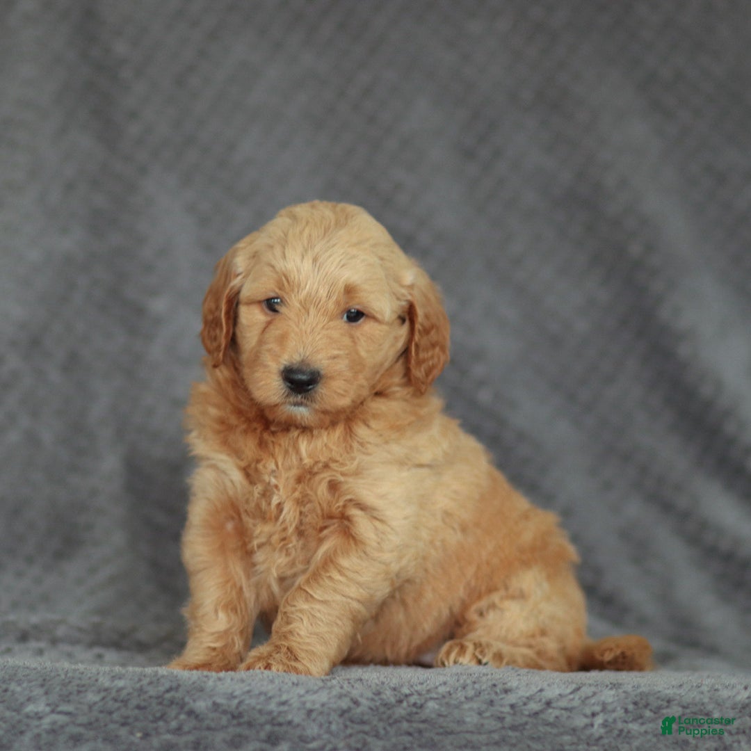Mini Goldendoodle dogs for sale: Ruth - Ad 1