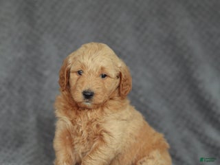 Mini Goldendoodle dogs Ruth - Ad 32