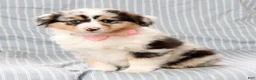 Australian Shepherd dogs for sale: Rosie - Ad 7