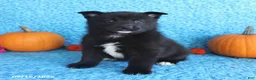 Pomsky dogs for sale: Titan - Ad 4