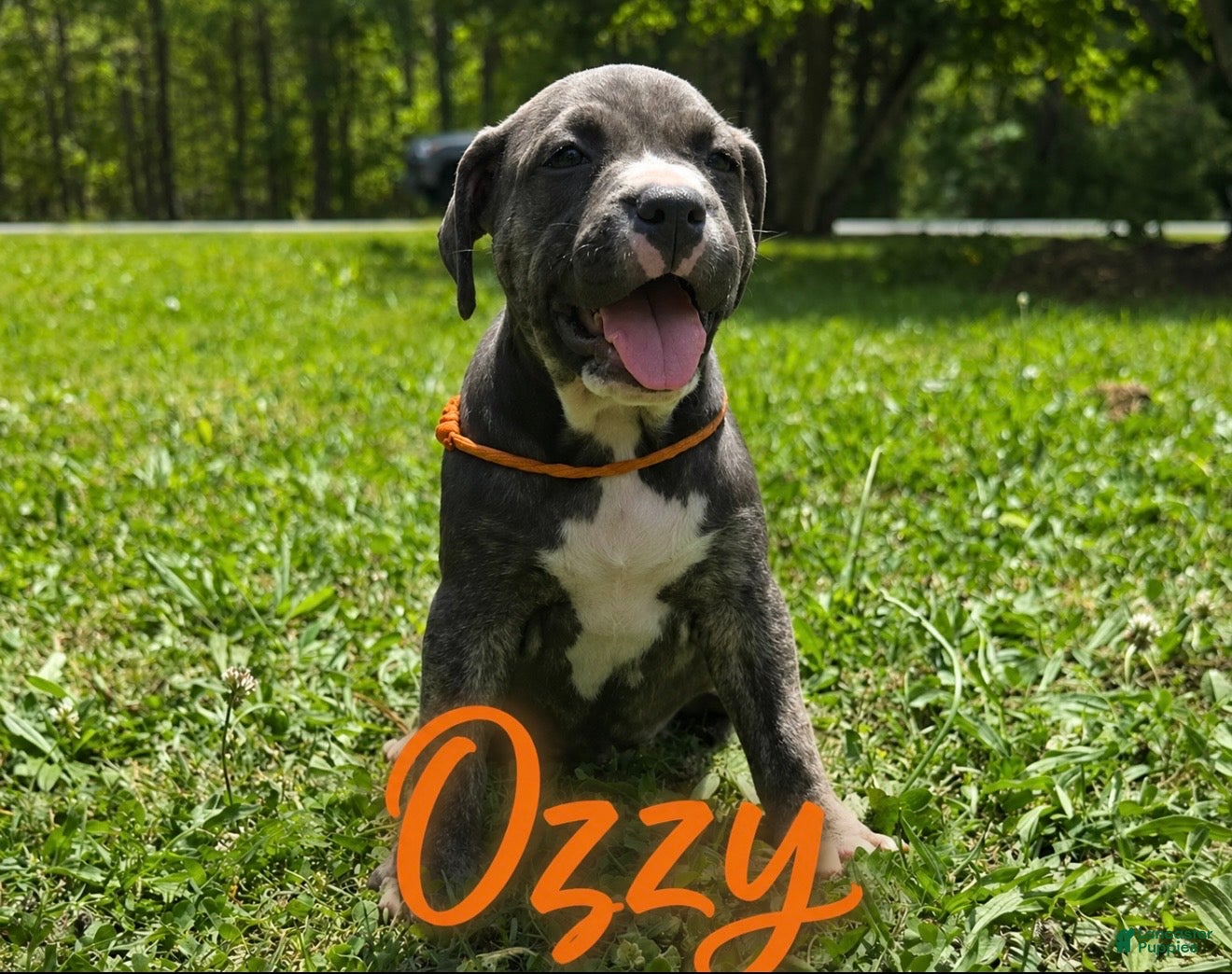 Mixed Breed dogs Mixed Breed Puppy 5 - Ad 25