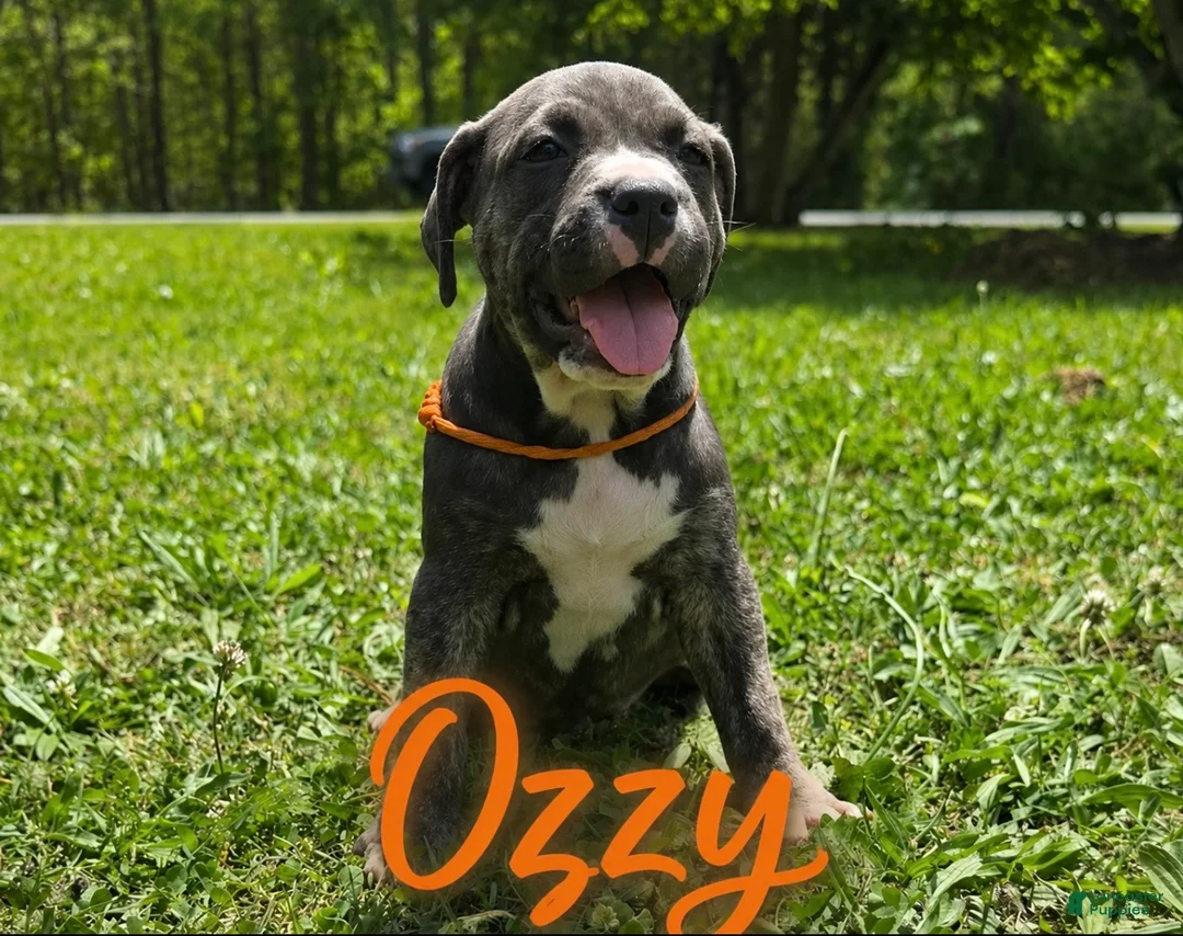 Mixed Breed dogs for sale: Mixed Breed Puppy 5 - Ad 1
