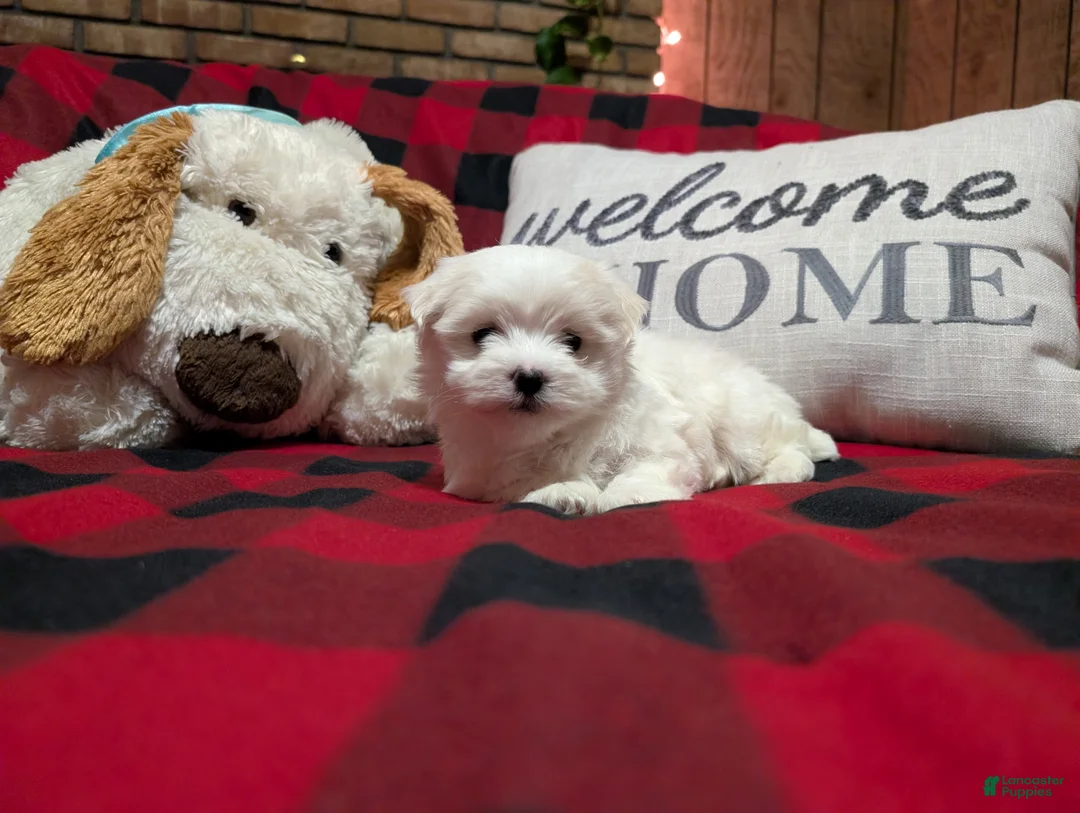 Maltese dogs for sale: Maltese Puppy 2 - Ad 8