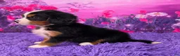Miniature Bernese Mountain Dog dogs for sale: Trina - Ad 3