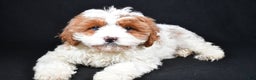Cavapoo dogs for sale: Cavapoo Puppy 1 - Ad 4