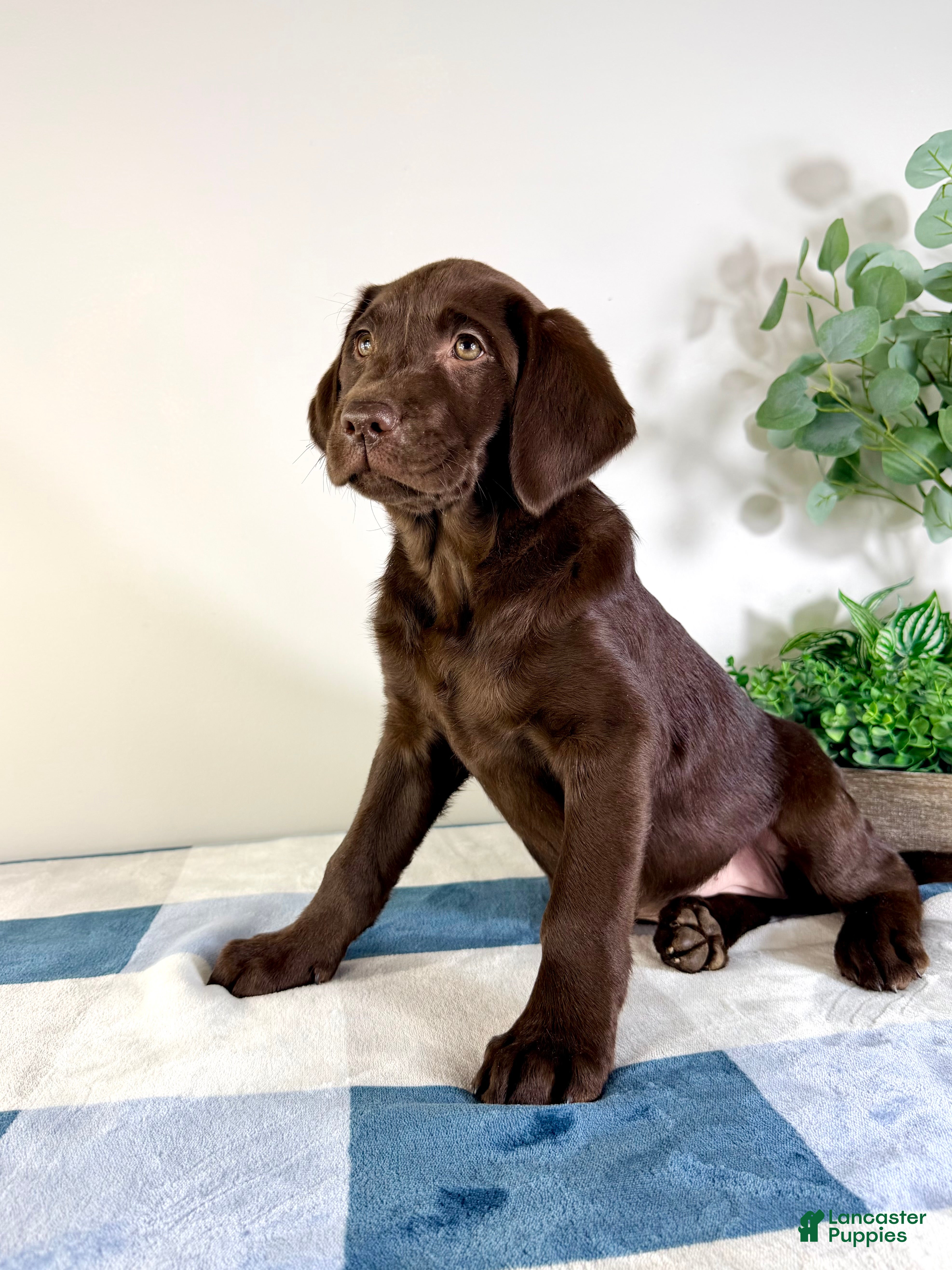 Labrador Retriever dogs AKC Lainey - Ad 2